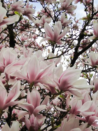 magnolia 13-2