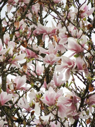 magnolia 15-2