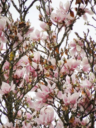 magnolia 17-2