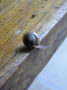 hydrangea&snail-4